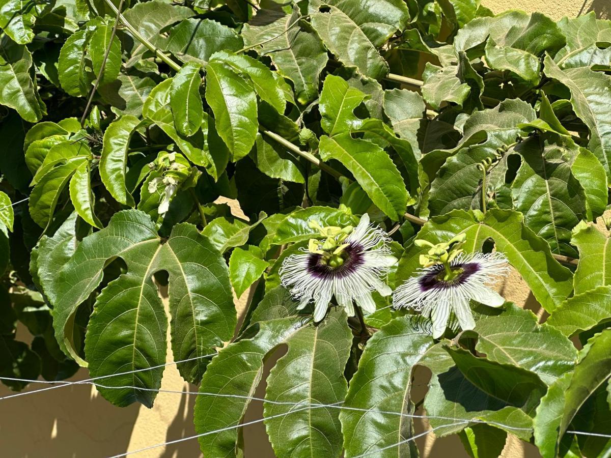 B&B Mi Ma Bo, Sal Rei, Boa Vista, Cape Verde, Free Wi-Fi エクステリア 写真
