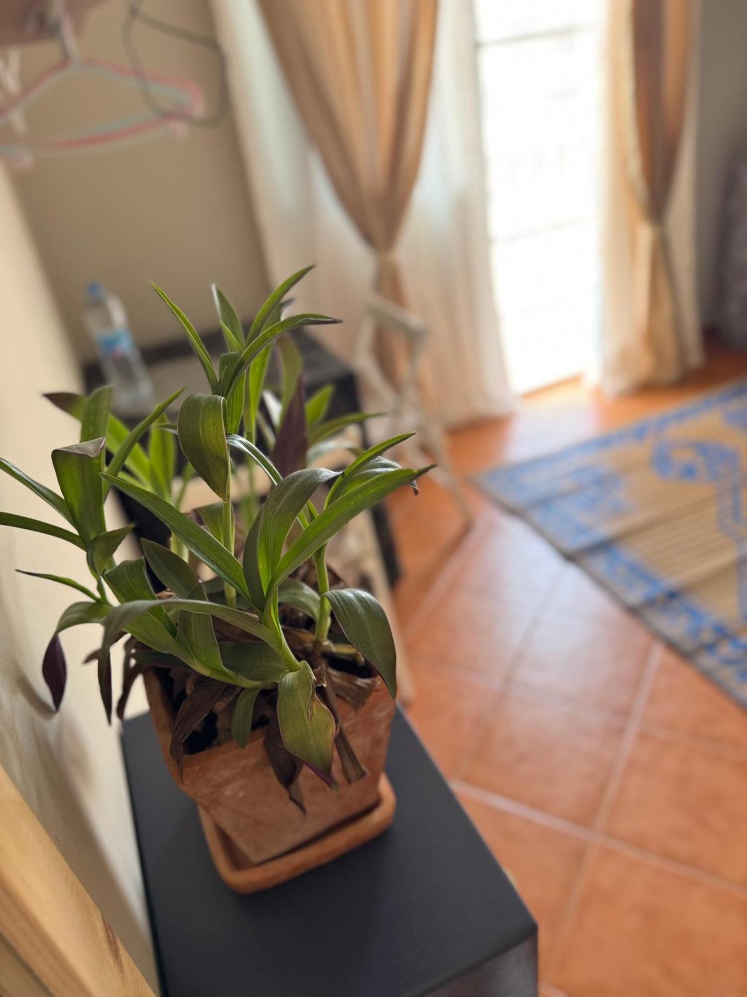 B&B Mi Ma Bo, Sal Rei, Boa Vista, Cape Verde, Free Wi-Fi エクステリア 写真